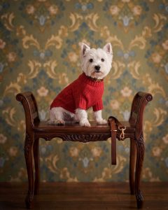 Bone Appétit. Esqueça as pet shops tradicionais. Chegou a primeira plataforma de lifestyle canino em Portugal