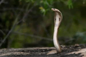 Turista morre após ser picado por uma cobra venenosa que lhe entrou pelas calças no espetáculo do resort